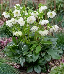 Gefüllte Christrose 'ViV® Amalia'