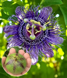 Winterharte Passionsblume Cooltropics® 'Eia Popeia®'