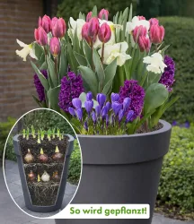 Blumenzwiebel-Mix 'Rosa-blaue Lasagne'