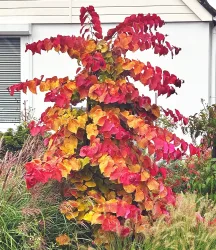 Cercis 'Eternal Flame®',Judasbaum