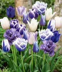 Tulpen-Mix 'Perfect Partners®' 'Blue Blend'