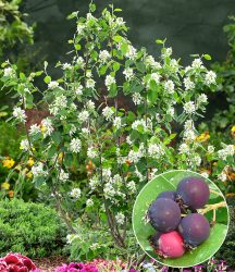 Saskatoon-Beere ´Greatberry® Garden´ (1 Pflanze)