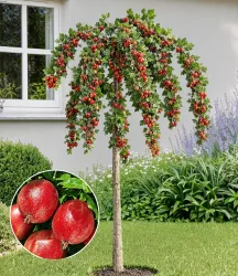 Stachelbeer-Stämmchen 'Captivator'