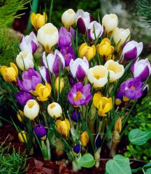 Wildkrokus Prachtmischung (100 Zwiebeln)