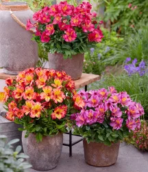 Winterharte Alstromeria-Kollektion 'Incalys®', im 12 cm XL-Topf
