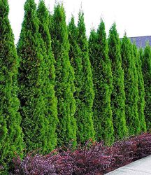 Lebensbaum-Hecke ´Thuja Smaragd´ (1 Pflanze)