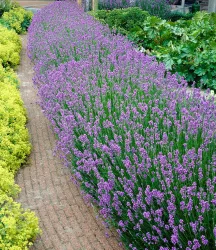 Blauer Duft-Lavendel