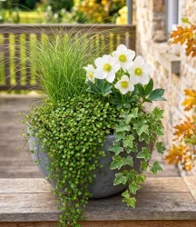 6er Herbst-Set 'Autumn Romance'