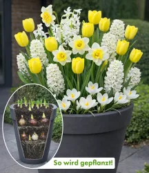 Blumenzwiebel-Mix 'Weiß-gelbe Lasagne'