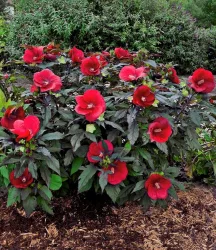 Winterharter Hibiskus 'Summerific®' 'Midnight Marvel'