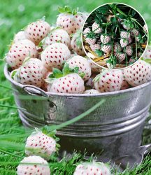 Weiße Ananas-Erdbeere ´Natural White´ (4 Pflanzen)