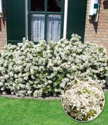 Orangenblume 'White Dazzler®' im 2-Liter Containertopf