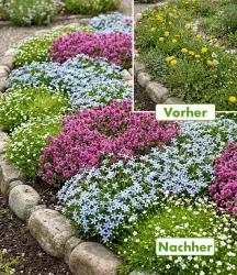 9er Bodendecker-Set gegen Unkraut