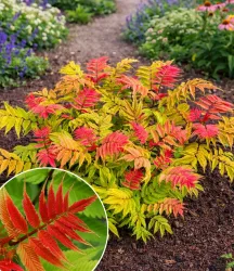 Fiederspiere 'Crimson Feather®'