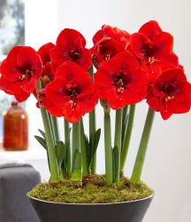 XL Amaryllis 'Red Lion'