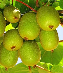 Säulen-Kiwi 'Issai'