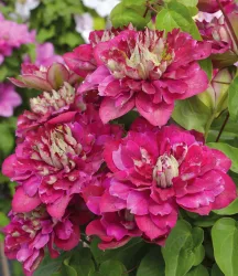 Clematis 'Hot Kisses®'