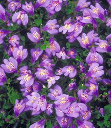 Bodendecker ´Mazus Reptans´ (3 Pflanzen)