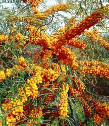 Sanddorn 'Orange Energy®' weiblich