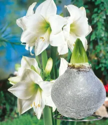 XL Wachs-Amaryllis 'Touch of Glamour' Kristall-Grau