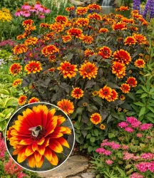 Heliopsis 'Bonfire Sunset®'