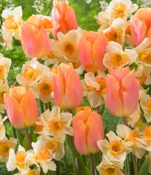 Blumenzwiebel-Mix 'Lovely Lingerie'