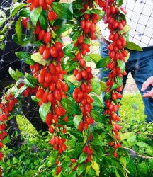 Goji ´Sweet Lifeberry®´ (1 Pflanze)