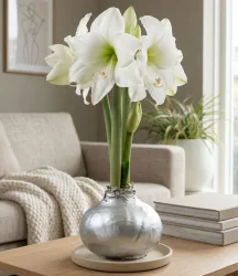 MEGA XXL Wachs-Amaryllis Silber, weiße Blüte