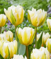 Tulpe 'Sweet Valley'