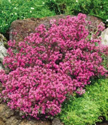 Bodendecker-Thymian