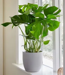 Monstera - Fensterblatt, ca. 45-55 cm hoch