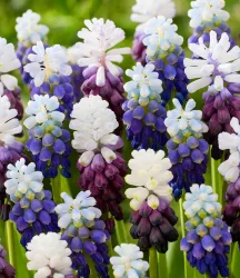 Muscari-Mix 'Snowblend'