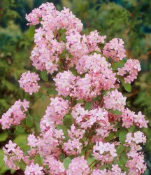 Deutzie 'Mont Rose'