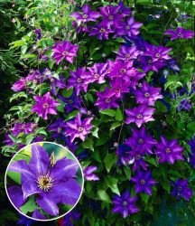 Blaue Clematis ´The President´ (1 Pflanze)