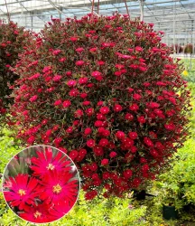Delosperma 'Desert Dancers® Red'