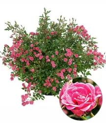 Lilly Rose® 'Wonder5'