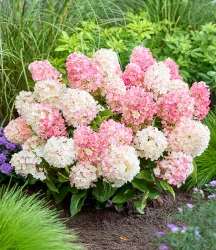 Rispen-Hortensie 'Living Little Blossom®'