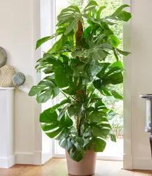 Monstera Pertusum am Moosstab ca. 120 cm hoch