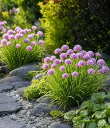 Allium 'Millenium' winterharter Zierlauch