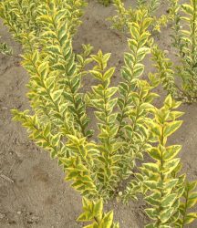 Gold-Liguster (1 Pflanze)