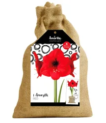 Rote Amaryllis 'Amorita®' im Jute-Säckchen