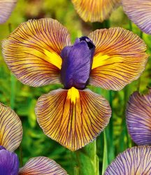 Iris ´Eye of the Tiger´ (12 Zwiebeln)