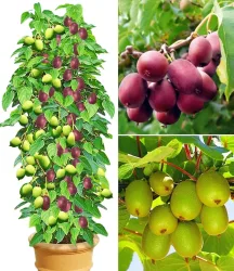 DUO-Kiwi-Turm-Kollektion