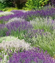 6er Lavendel-Mix 'Weiß & Blau'