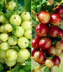 Säulen-Stachelbeeren Kollektion