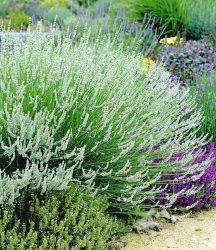 Weißer Lavendel (3 Pflanzen)