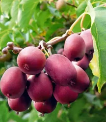 Kiwi 'Ken's Red®' (inkl. Befruchter)