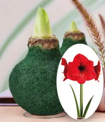 XL Wachs-Amaryllis 'Touch of Forest' Moosgrün, rote Blüte
