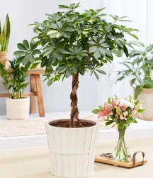 Schefflera Gold Capella 'geflochtener Stamm' ca. 70 cm hoch
