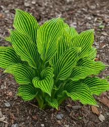 Hosta 'Siberian Tiger®'